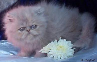 Tracylooe Lilac Cream Persian Kitten