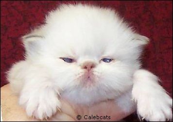 Lilac Lynx Point Himalayan Kitten from Calebcats Cattery