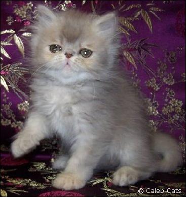 Lilac patched tabby Persian rom Caleb-Cats Cattery