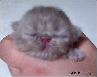 Lilac Persian Kitten from Eye Kandyz