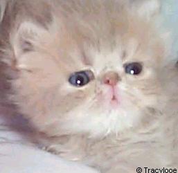 Tracylooe Lilac Tabby Persian Kitten