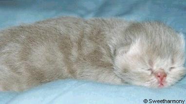 Sweetharmony Lilac Tabby Persian Kitten