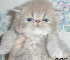 Noradawn Lilac Tabby Persian Kitten