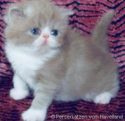 Havelland Lilac & White Persian Kitten