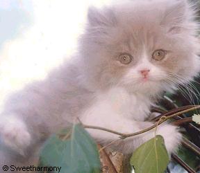 Sweet Harmony Lilac & White Persian Kitten