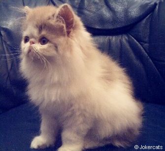Lilac and White Persian kitten from Jokercats Cattery