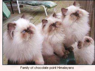 Donegals chocolate himalayans points