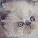 Blue Point Himalayan Kitten