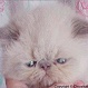 Lilac Point Himalayan Kitten