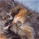 Tortoiseshell Persian Kitten