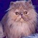 Lilac Cream Persian